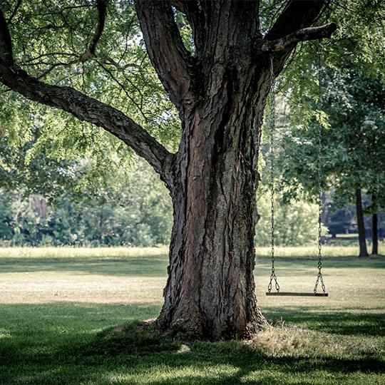 tree swing